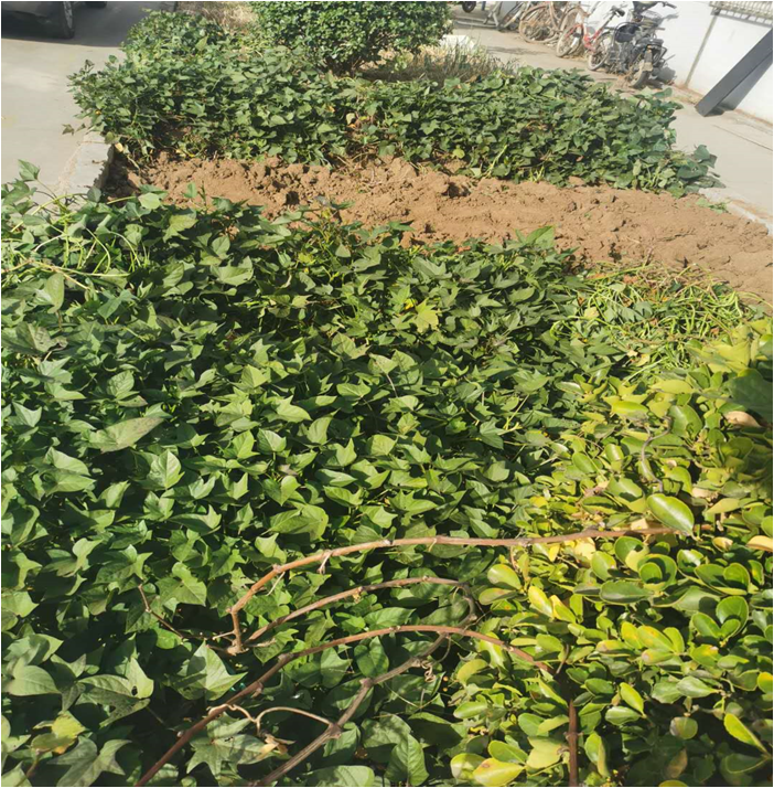 大叔的勞動(dòng)成果，種植瓜果菜蔬長(zhǎng)勢(shì)良好，靜待豐收